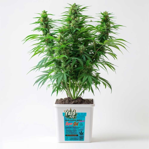 Grow Bucket super Soil mineralic